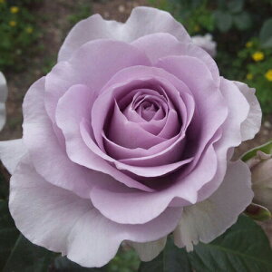 oc (\̔) yu[o[z 2N劔c 4 ito_[Y ֖ؗj