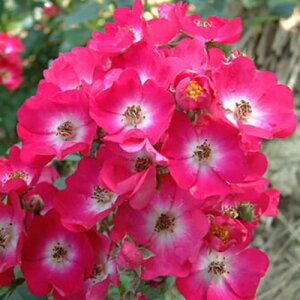 oc (\̔) yܖz 2N劔c 4 iNC~O[Y oj