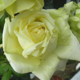 楽天市場 バラ の 家 つるバラ 四季咲きの通販