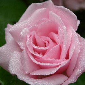 oc (\̔) yLX[nbvz 2N劔c 4 iNC~O[Y oj