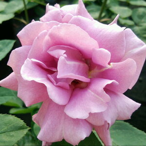 oc (\̔) yc^C(TeOWx)z 2N劔c 4 inCubheB[[Yjy11ȍ~\z