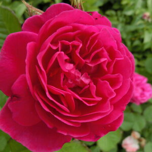 oc (\̔) yJ[4z 2N劔c 4 ito_[Y ֖ؗjy11ȍ~\z