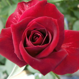 バラ苗 (予約販売) 【ニコロパガニーニ】 2年大株苗 4号鉢 （フロリバンダローズ 中輪木立）