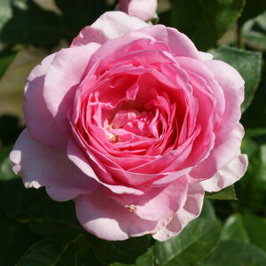 oc (\̔) yM^lbTXz 2N劔c 4 iNC~O[Y oj