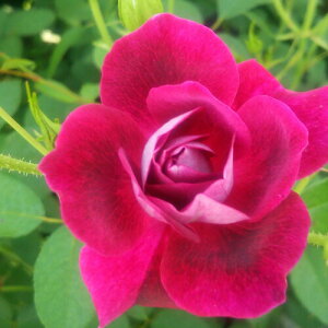 oc (\̔) yo[KfBACXo[Oz 2N劔c 4 ito_[Y ֖ؗj