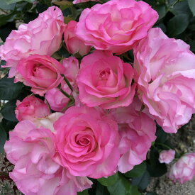 楽天市場 バラ ストロベリーアイス 苗物 ガーデニング 農業 花 ガーデン Diyの通販