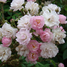 バラ苗 (予約販売) 【ギルランドローズ】 2年大株苗 4号鉢 （クライミングローズ つるバラ）