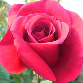 バラ苗 (予約販売) 【CLパパメイアン】 2年大株苗 4号鉢 （クライミングローズ つるバラ）