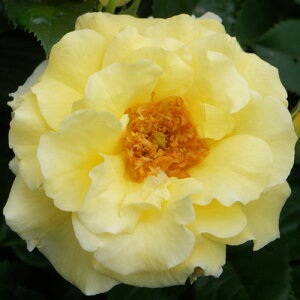 oc (\̔) yGo[S[hz 2N劔c 4 iNC~O[Y oj