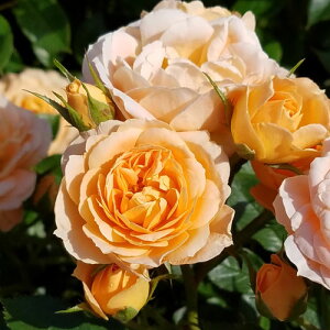 oc (\̔) yXC[gh[z 2N劔c 4 iNC~O[Y oj