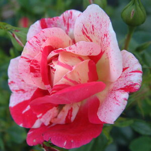 oc (\̔) ycCXgz 2N劔c 4 iNC~O[Y oj