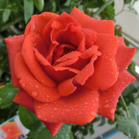 バラ苗 (予約販売) 【テラコッタ】 2年大株苗 4号鉢 （クライミングローズ つるバラ）