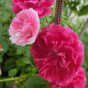 oc (\̔) yoCIbgt[hz 2N劔c 4 iNC~O[Y oj