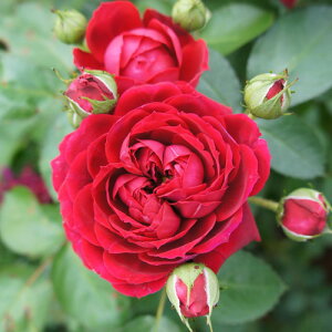 oc (\̔) ynCO[uz 2N劔c 4 iNC~O[Y oj