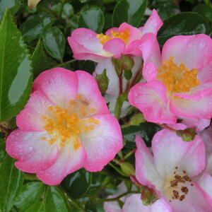 oc (\̔) ysNXvCz 2N劔c 4 iNC~O[Y oj