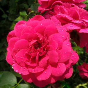 oc (\̔) ytJtXz 2N劔c 4 iNC~O[Y oj