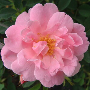 oc (\̔) yvC[h[z 2N劔c 4 iNC~O[Y oj