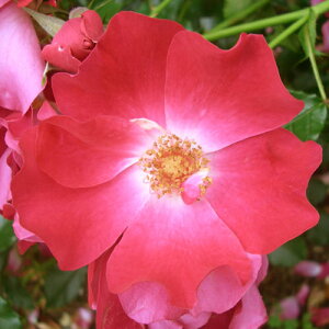 oc (\̔) yhggz 2N劔c 4 iNC~O[Y oj