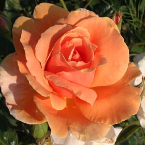 oc (\̔) yCTZbgz 2N劔c 4 iNC~O[Y oj