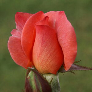 oc (\̔) yGUxXIuO~Xz 2N劔c 4 ito_[Y ֖ؗj