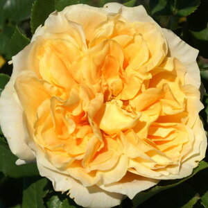 oc (\̔) yN{AWFz 2N劔c 4 ito_[Y ֖ؗj