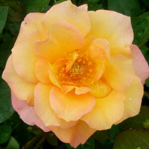 oc (\̔) yXj[hDAltNz 2N劔c 4 ito_[Y ֖ؗj