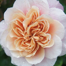 バラ苗 (予約販売) 【ディスタントドラムス】 2年大株苗 4号鉢 （フロリバンダローズ 中輪木立）