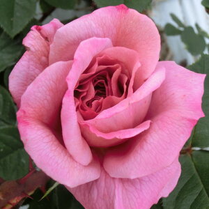 oc (\̔) yjoXz 2N劔c 4 ito_[Y ֖ؗj