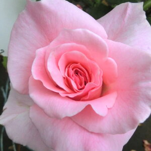 oc (\̔) yuC_sNz 2N劔c 4 ito_[Y ֖ؗj