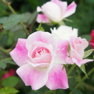 oc (\̔) yuAgsNACXo[Oz 2N劔c 4 ito_[Y ֖ؗj