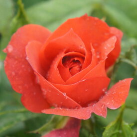 バラ苗 (予約販売) 【ホットチョコレート】 2年大株苗 4号鉢 （フロリバンダローズ 中輪木立）