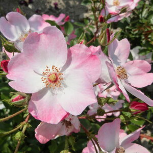 oc (\̔) ybVz 2N劔c 4 ito_[Y ֖ؗj