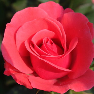 oc (\̔) yq^[z 2N劔c 4 ito_[Y ֖ؗj