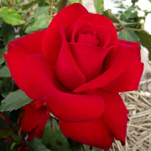 oc (\̔) yIsAhz 2N劔c 4 inCubheB[[Yj