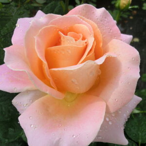 oc (\̔) yMtgIuCtz 2N劔c 4 inCubheB[[Yj