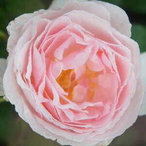 oc (\̔) yLCYn[gz 2N劔c 4 inCubheB[[Yj