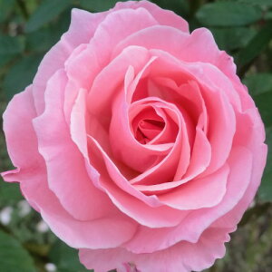 バラ苗 (予約販売) 【クイーンエリザベス】 2年大株苗 4号鉢 (ハイブリッドティーローズ)【11月以降発送予定】