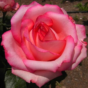 oc (\̔) yTSz 2N劔c 4 inCubheB[[Yj