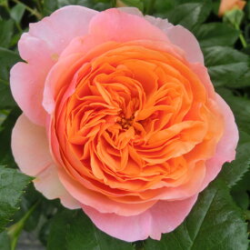 バラ苗 (予約販売) 【チッペンデール】 2年大株苗 4号鉢 （ハイブリッドティーローズ）