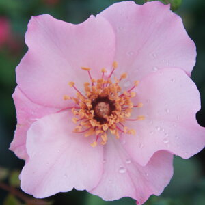 oc (\̔) yfeBxXz 2N劔c 4 inCubheB[[Yj