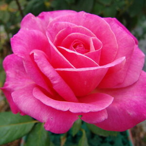 oc (\̔) y}NR[v}z 2N劔c 4 inCubheB[[Yj