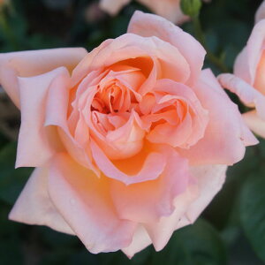 oc (\̔) yz 2N劔c 4 inCubheB[[Yj