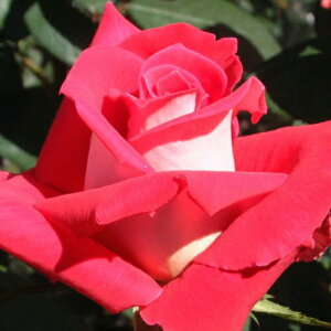 oc (\̔) yuz 2N劔c 4 inCubheB[[Yj