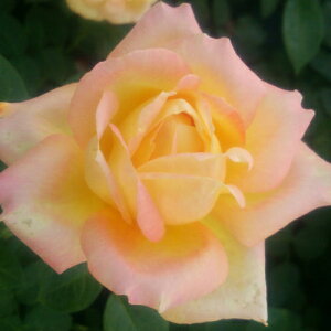 oc (\̔) yus[Xz 2N劔c 4 inCubheB[[Yj