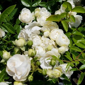 楽天市場 ミニバラの通販