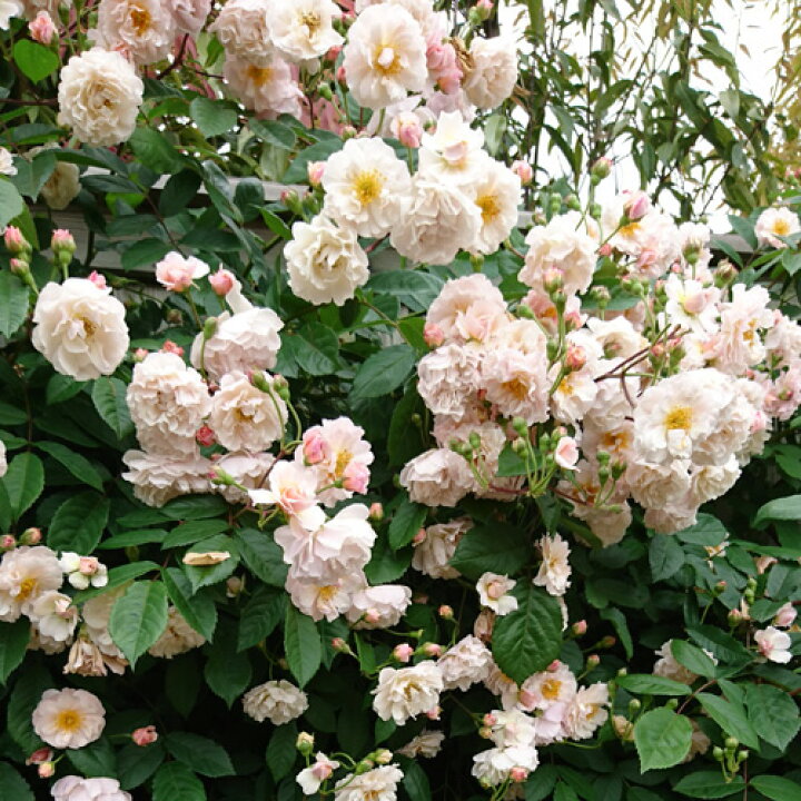 楽天市場 バラ苗 コーネリア 2年大株苗 4号鉢 オールドローズ 原種系 菜園くらぶ 家庭菜園の専門店