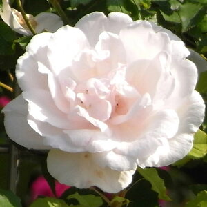 oc (\̔) y}_AtbhLG[z 2N劔c 4 iI[h[YEnj