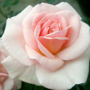 oc (\̔) yh[jO}O[eEpXz 2N劔c 4 ito_[Yj