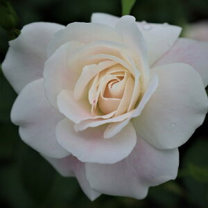 oc (\̔) yubVACXo[Oz 2N劔c 4 ito_[Yj