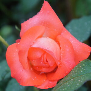 oc (\̔) yVCjOfBz 2N劔c 4 inCubheB[[Yj